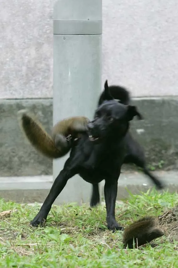 청설모의 모성본능