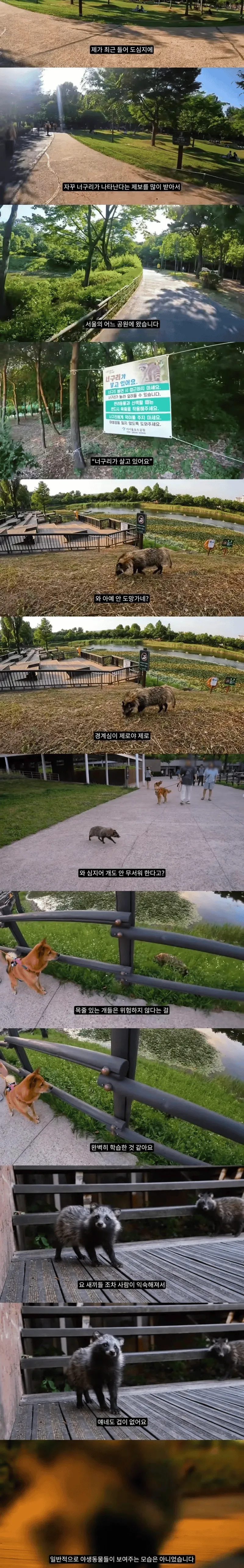 요즘 한강에서 자주 보인다는 동물.jpg