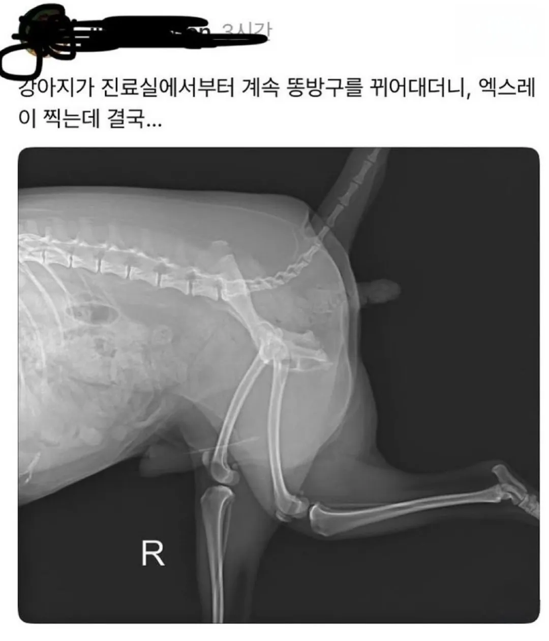 동물병원 대참사.jpg