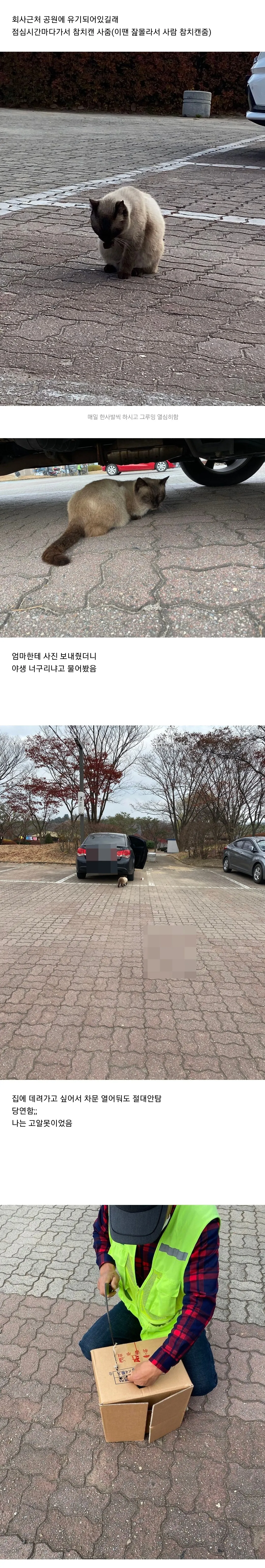 우리집 고양이 길냥이 시절 봐바.jpg