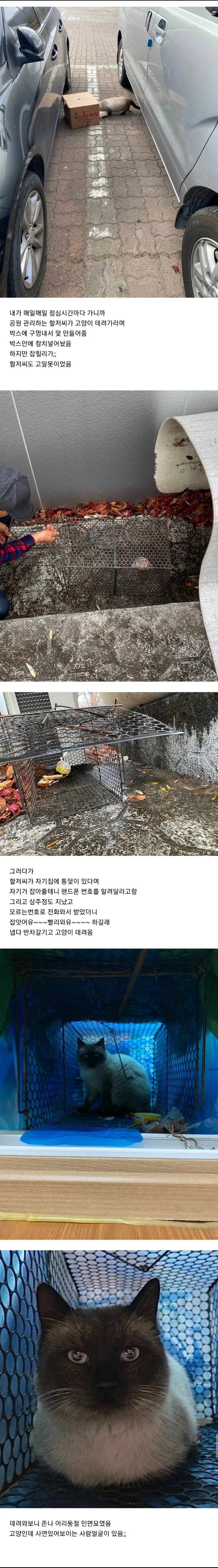 우리집 고양이 길냥이 시절 봐바.jpg