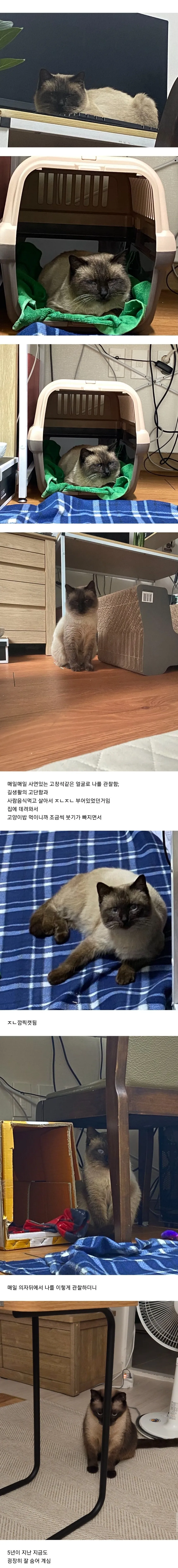 우리집 고양이 길냥이 시절 봐바.jpg