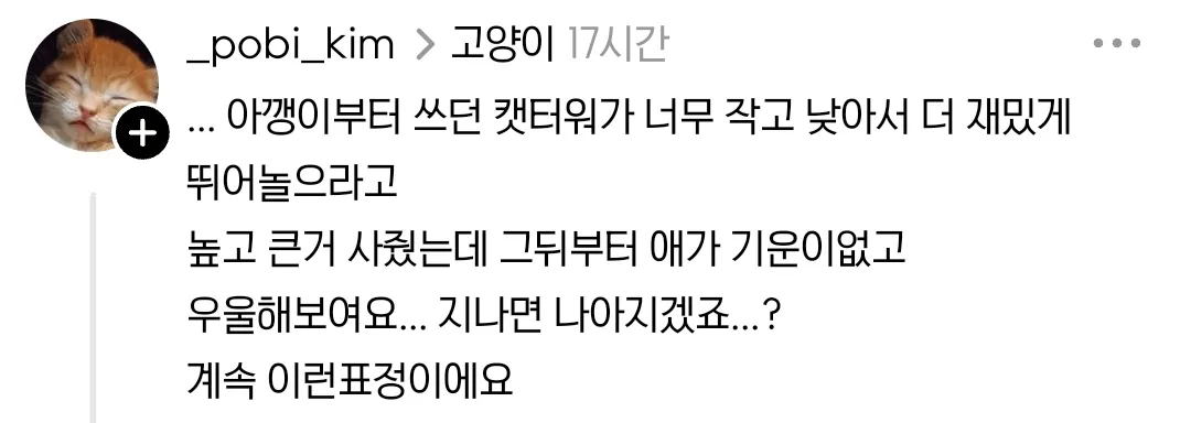 애착 캣타워를 잃었다가 다시 찾은 냥이