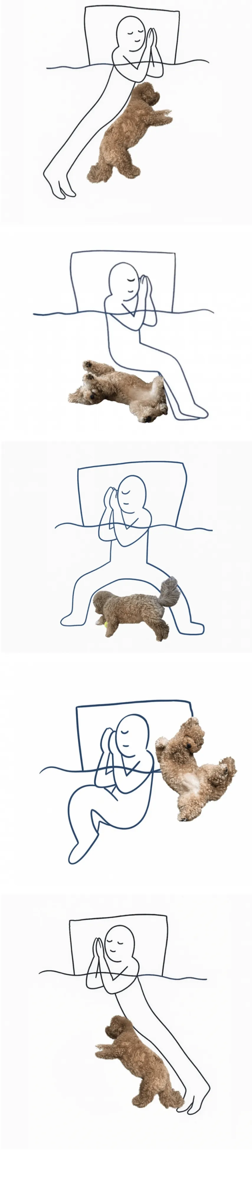 강아지랑 같이 자는 집 무조건 이런 자세로 잠