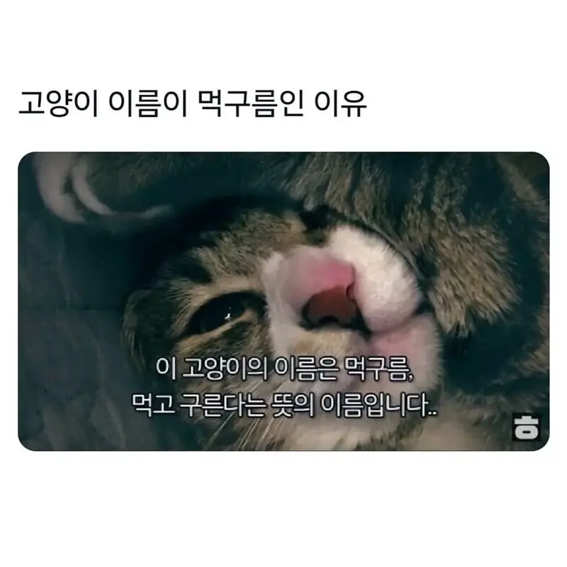 고양이 이름이 먹구름인 이유