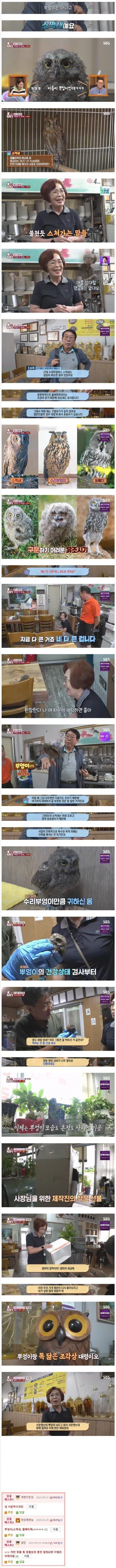 주운 새가 수리부엉이인 줄 알고 키우신 식당 아주머니