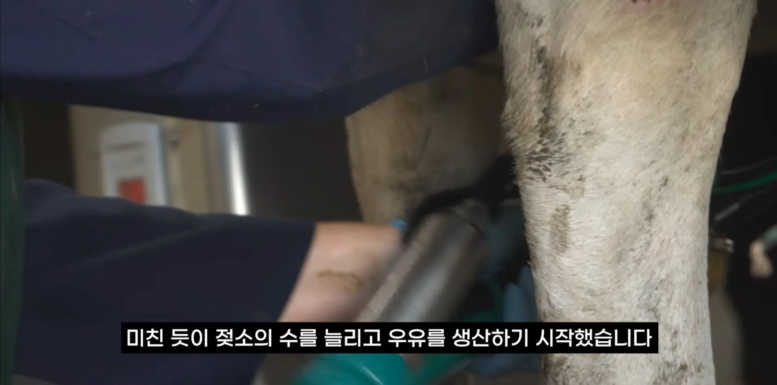 팔고 남은 우유를 정부가 전부 사주자 생긴 일.jpg