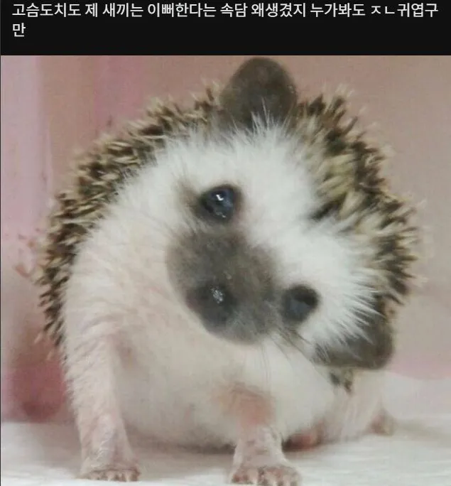 이해가 가지 않는 속담