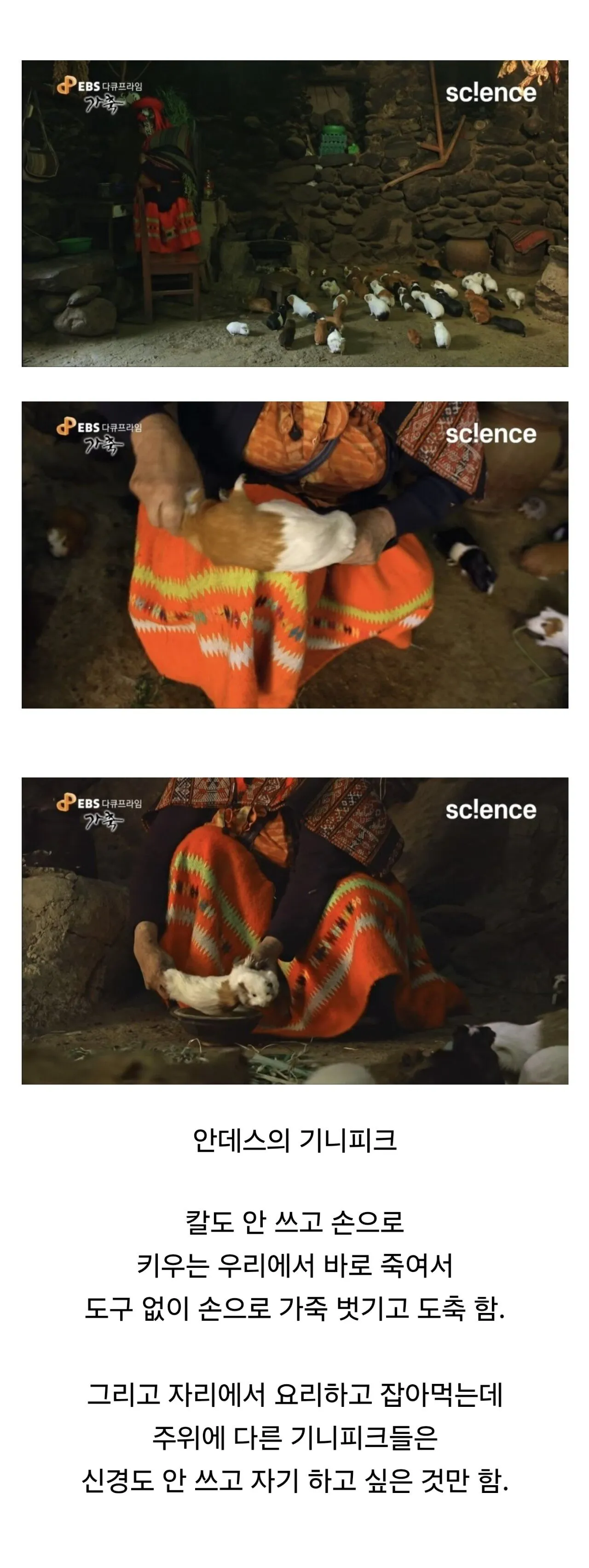 완벽하게 가축화 되버린 생물