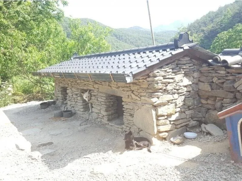 대궐같은 개집