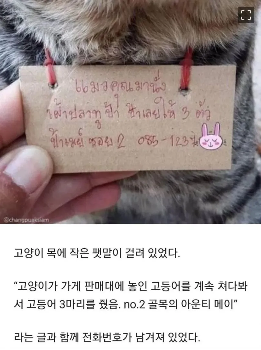 가출했다가 빚지고 돌아온 고양이.