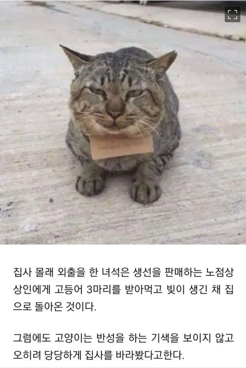 가출했다가 빚지고 돌아온 고양이.