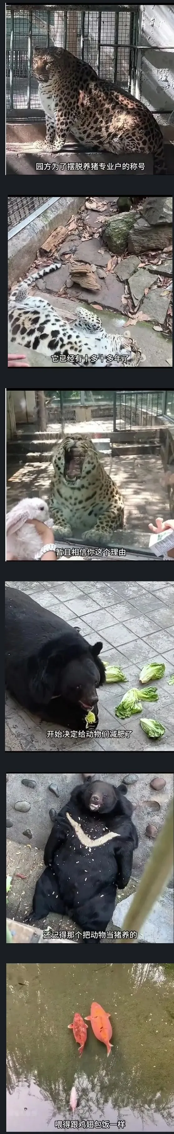 사료를 민영화해버린 동물원의 결말