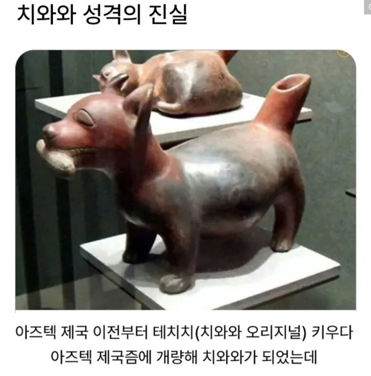 치와와 성격의 진실ㅋㅋㅋㅋㅋㅋ