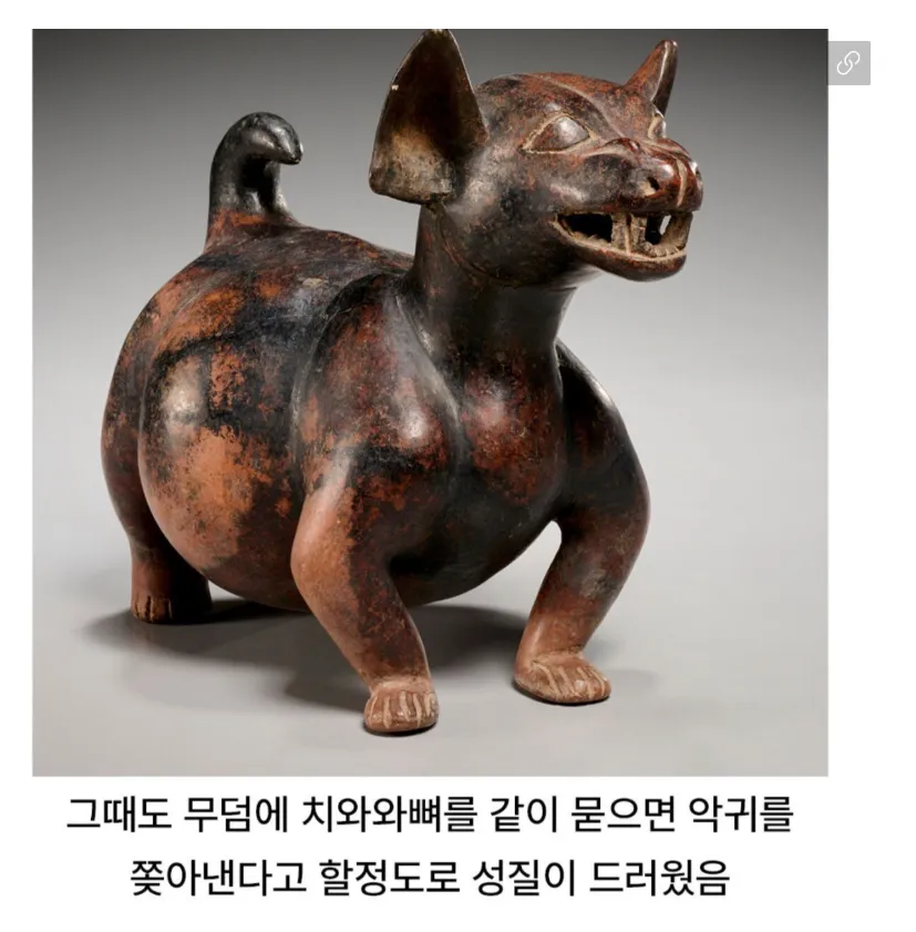 치와와 성격의 진실ㅋㅋㅋㅋㅋㅋ