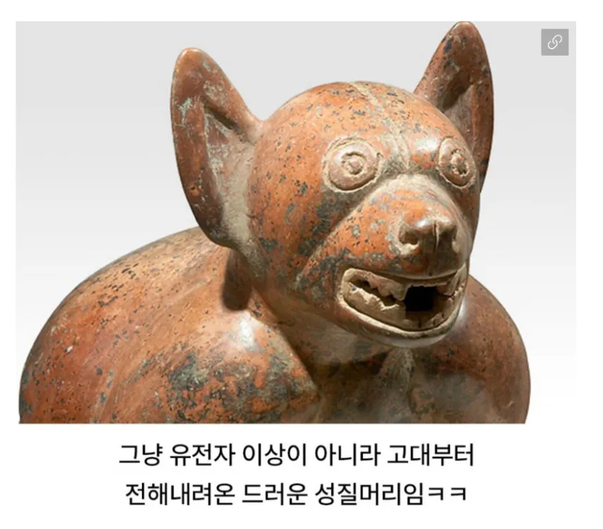 치와와 성격의 진실ㅋㅋㅋㅋㅋㅋ