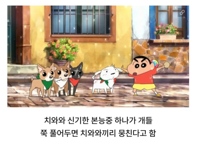 치와와 성격의 진실ㅋㅋㅋㅋㅋㅋ