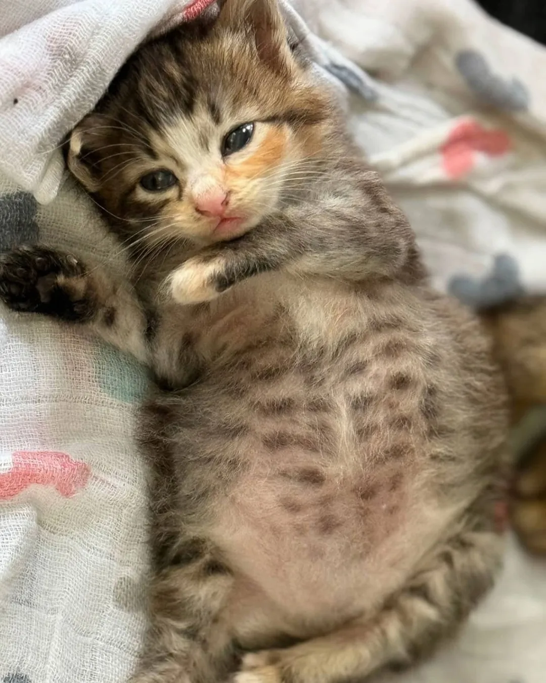 고양이가 외동으로 태어나면..