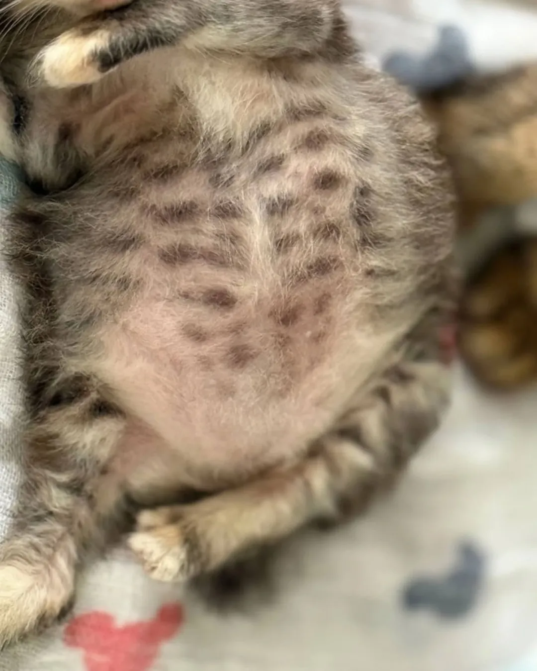 고양이가 외동으로 태어나면..