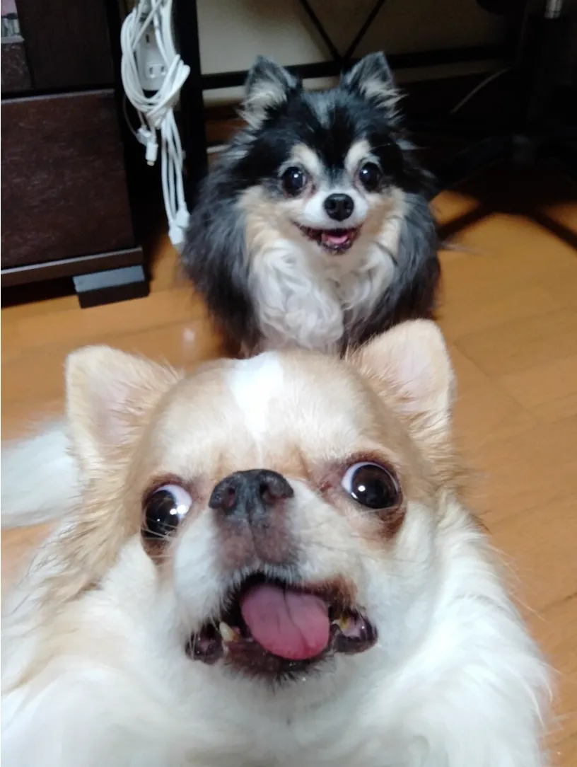 일본에서 난리난 국수 도둑