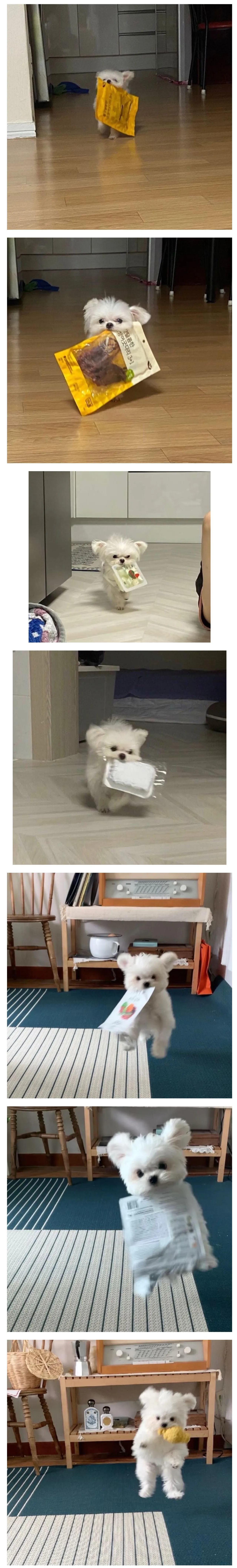 이거 빨리 뜯어달라는 강아지