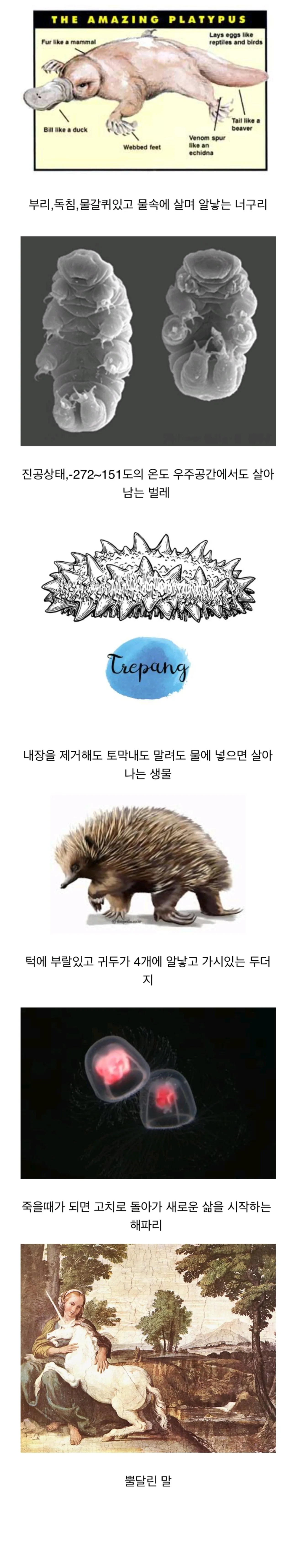 다음 중 실존하지 않는 동물은?