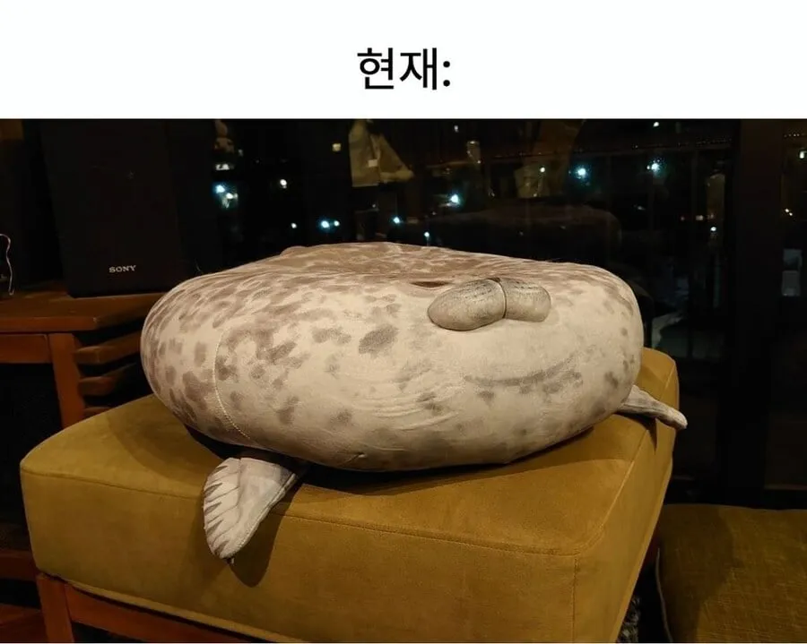 1년 전 수족관에서 산 인형 근황.jpg
