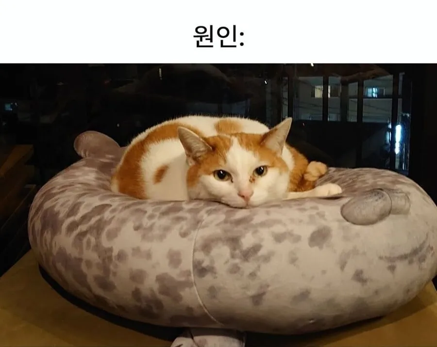 1년 전 수족관에서 산 인형 근황.jpg