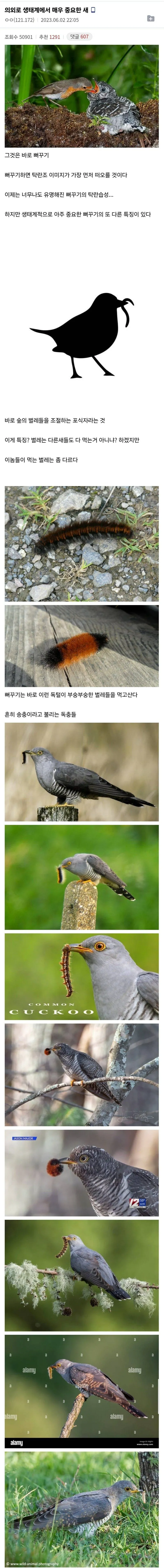 뻐꾸기에 대한 오해와 진실