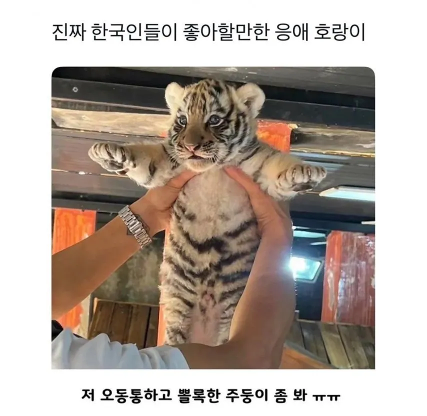 한국인이 좋아할만한 응애.