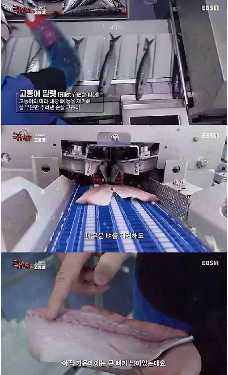 노르웨이 순살 고등어의 비밀