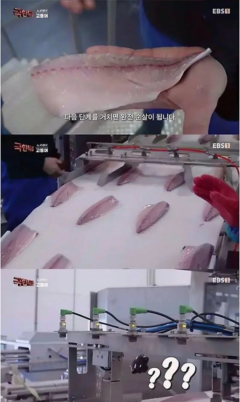 노르웨이 순살 고등어의 비밀
