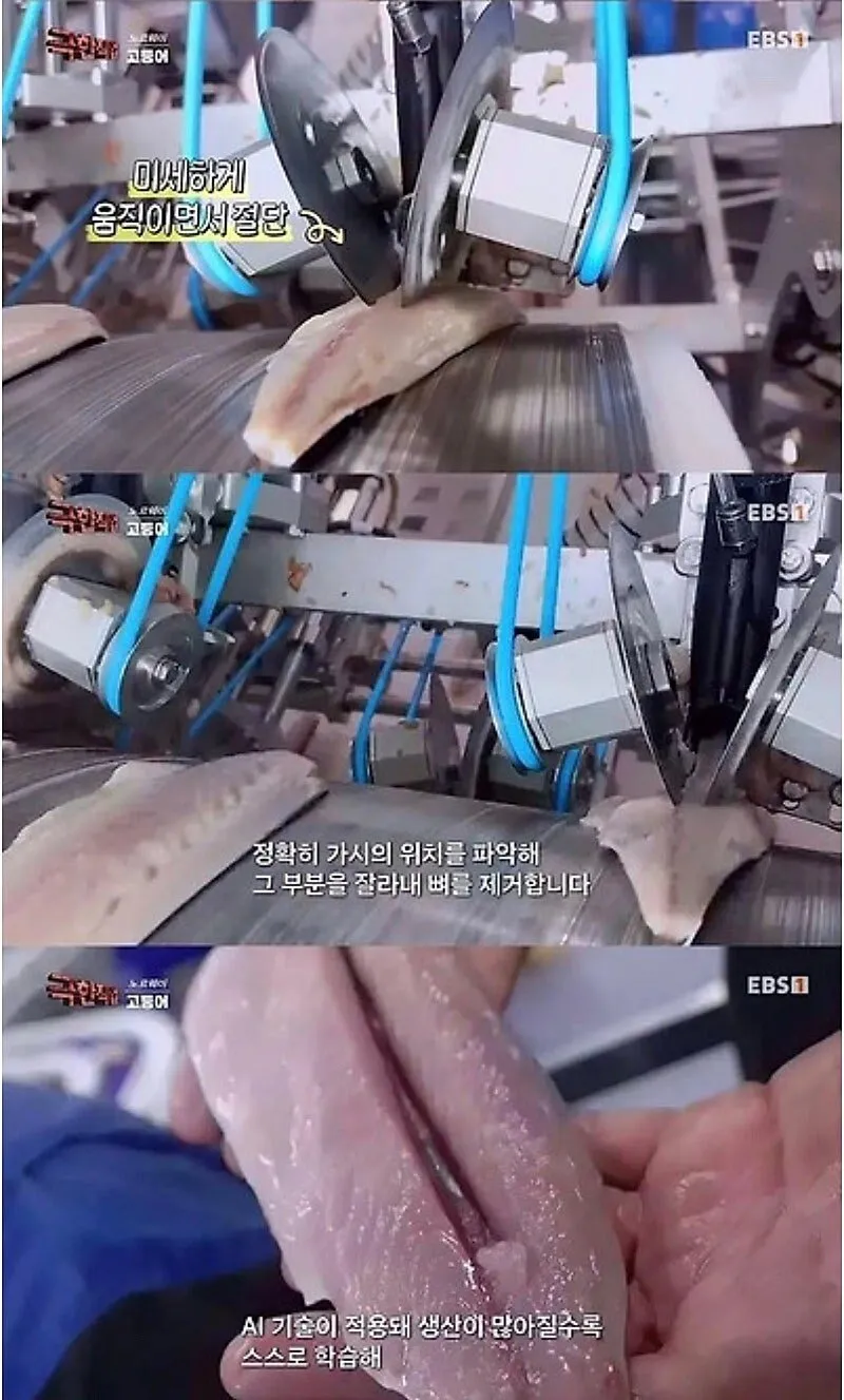노르웨이 순살 고등어의 비밀