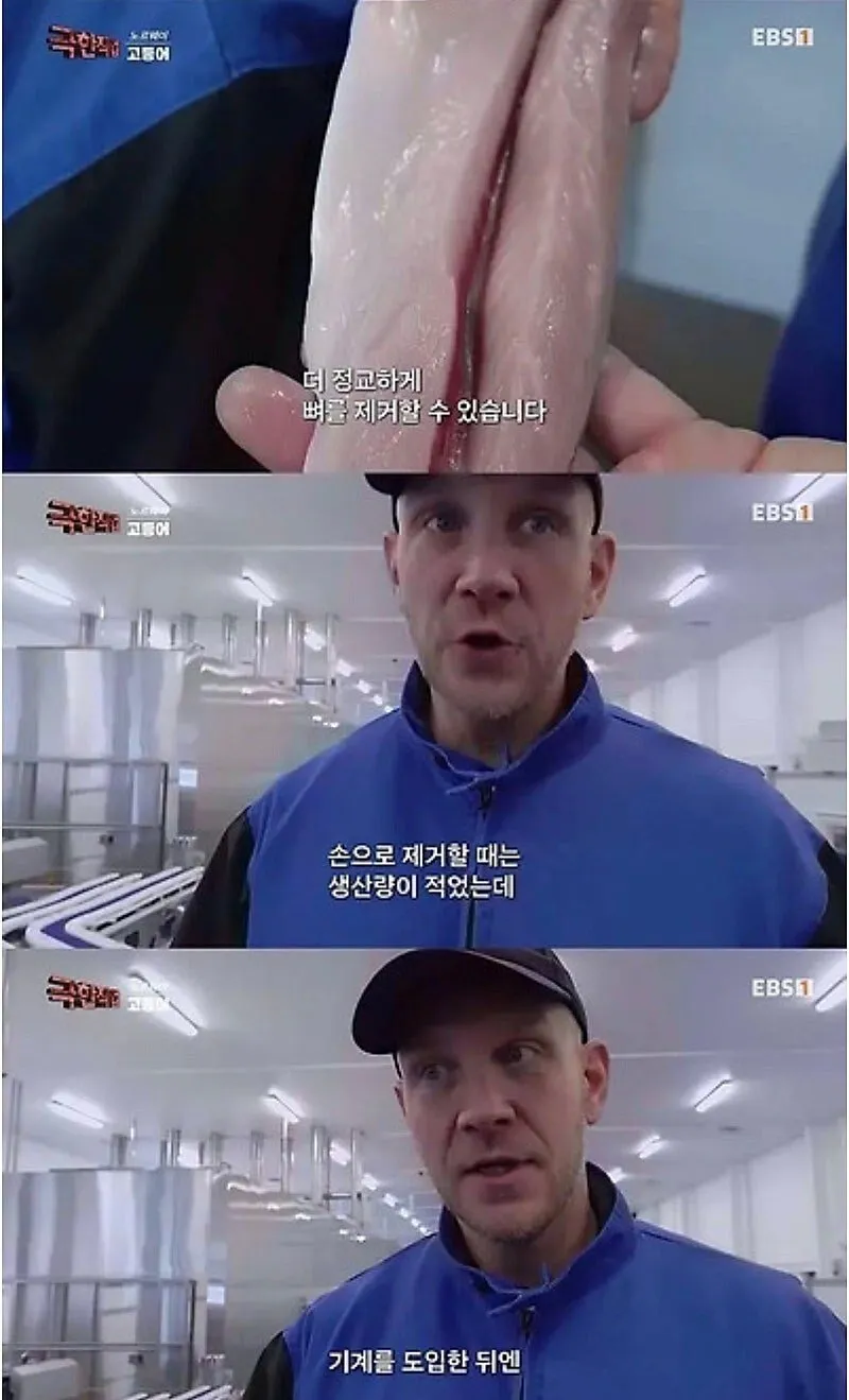 노르웨이 순살 고등어의 비밀