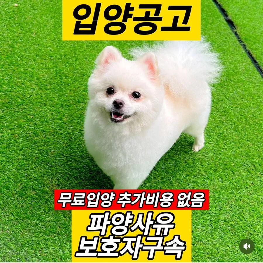 역대급 어쩔 수 없는 강아지 파양 사유