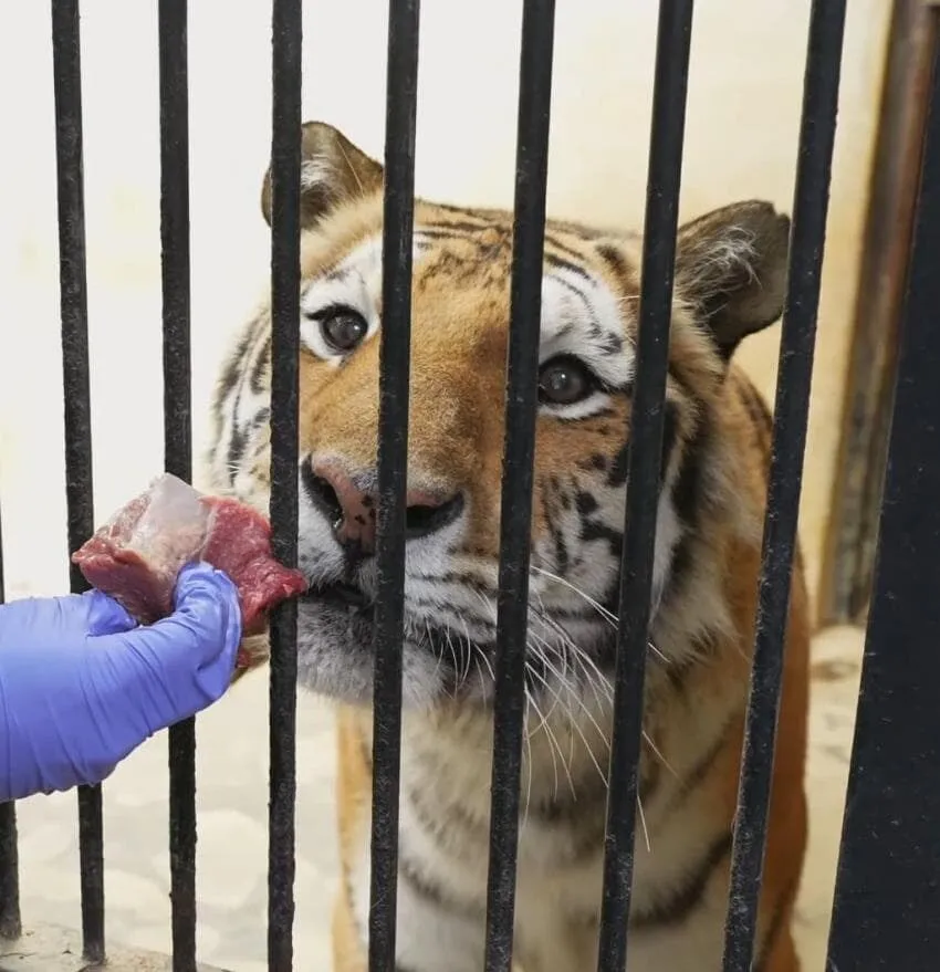 경계라는걸 모르는 것 같은 청주동물원 호랑이 언니.jpg