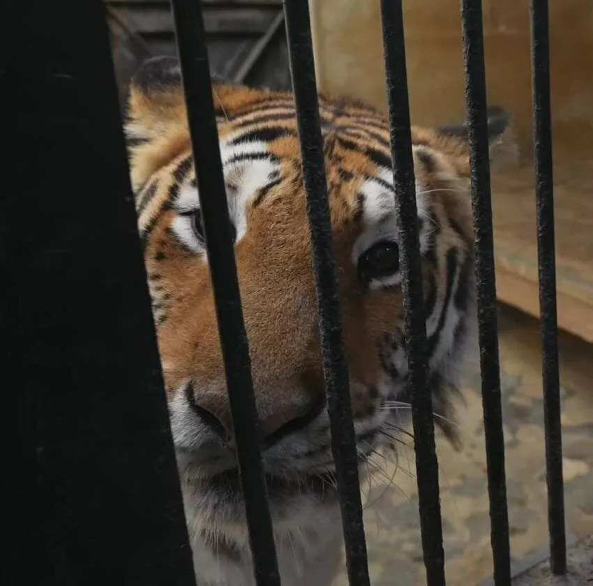 경계라는걸 모르는 것 같은 청주동물원 호랑이 언니.jpg