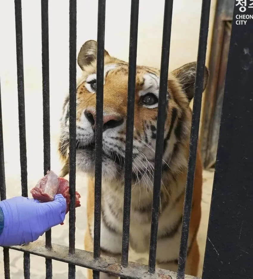 경계라는걸 모르는 것 같은 청주동물원 호랑이 언니.jpg