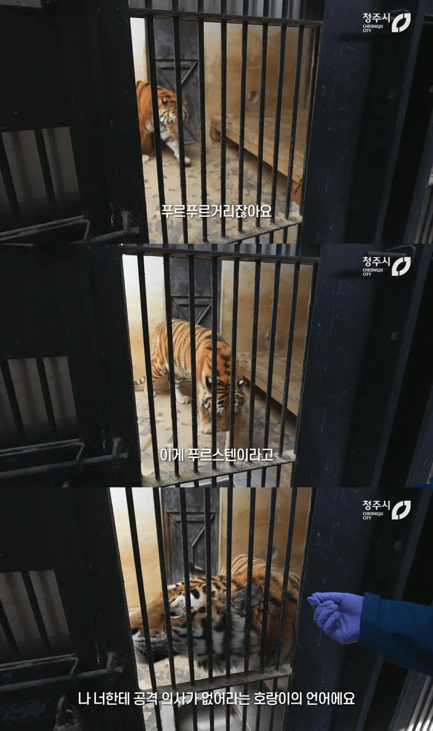 경계라는걸 모르는 것 같은 청주동물원 호랑이 언니.jpg
