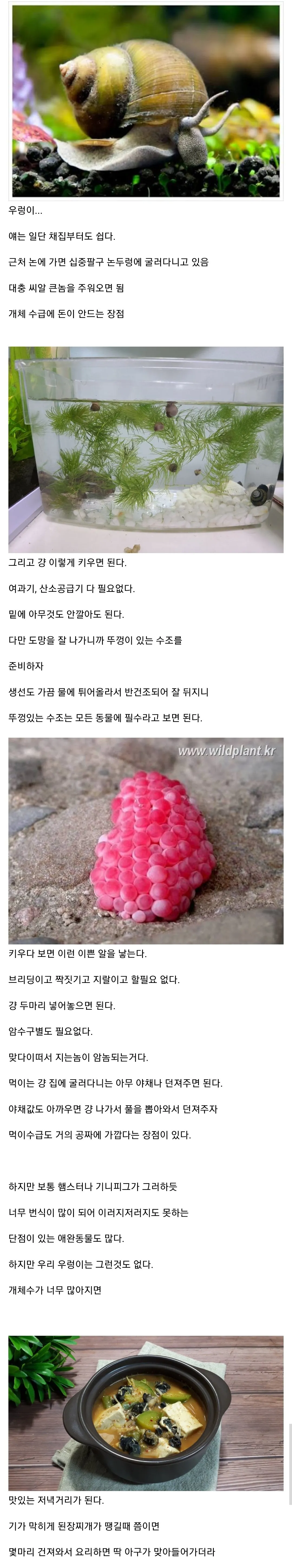 우렁이를 키워야하는 이유