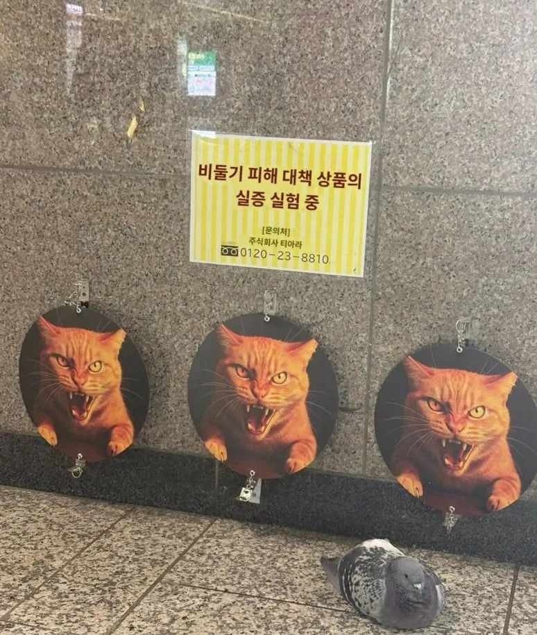 비둘기 피해 대책 상품의 실증 실험 ㄷㄷㄷㄷㄷ