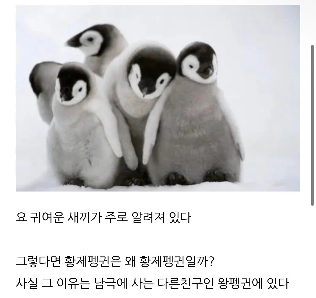 황제펭귄은 왜 황제펭귄일까?