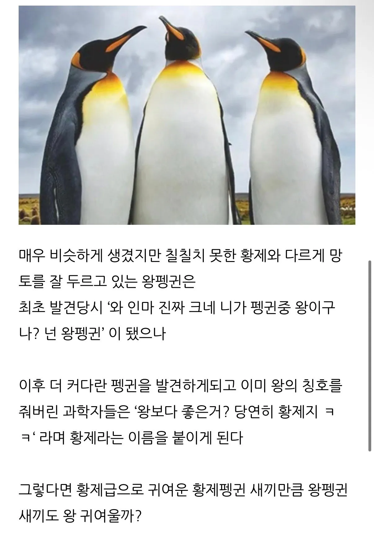 황제펭귄은 왜 황제펭귄일까?