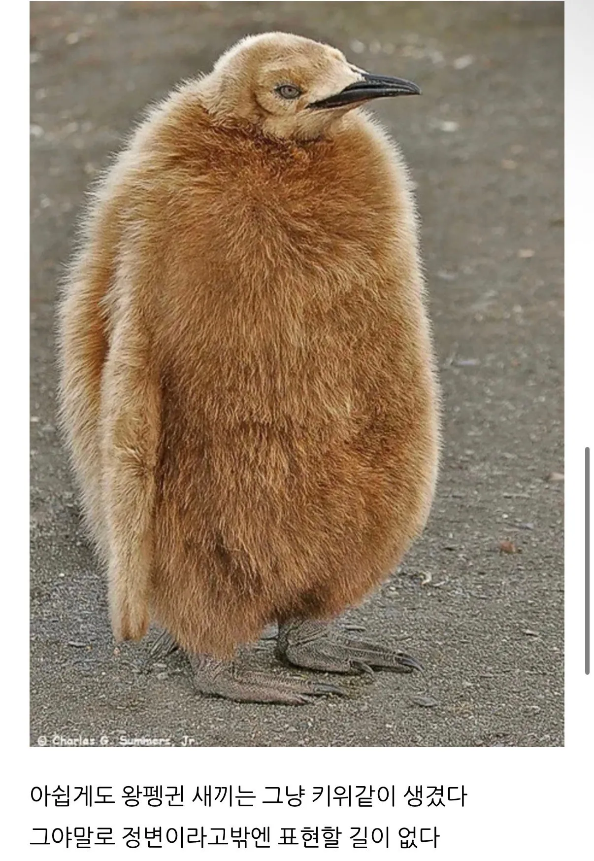 황제펭귄은 왜 황제펭귄일까?