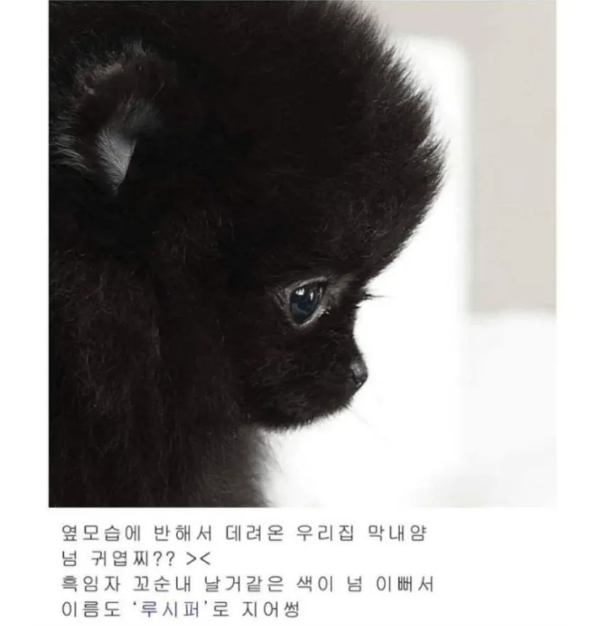 고양이 이름을 잘 지어야 하는 이유