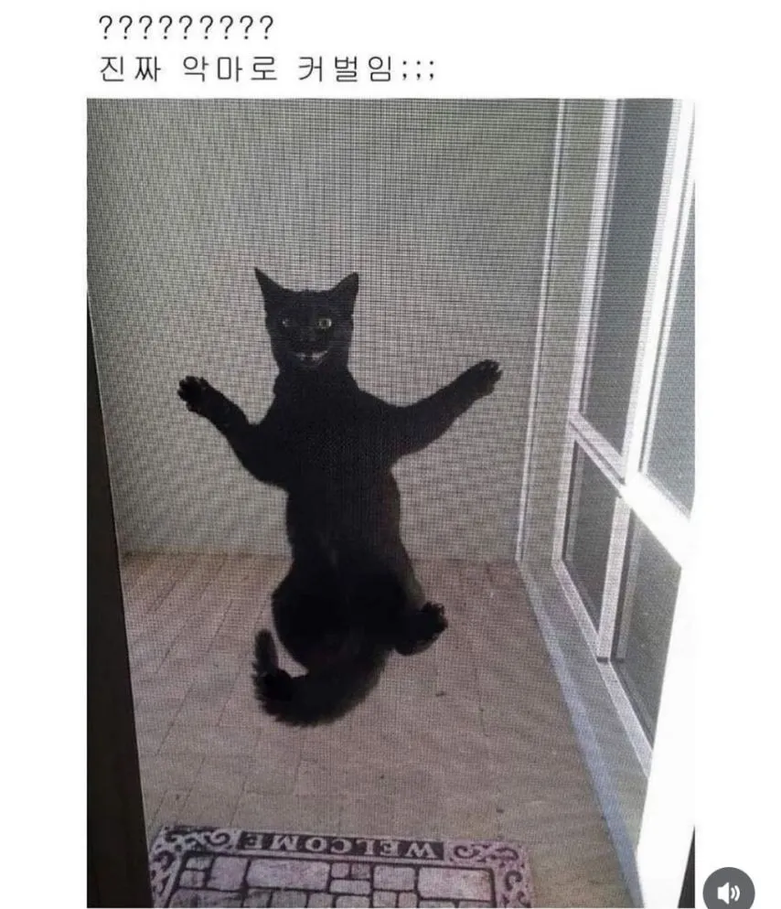 고양이 이름을 잘 지어야 하는 이유