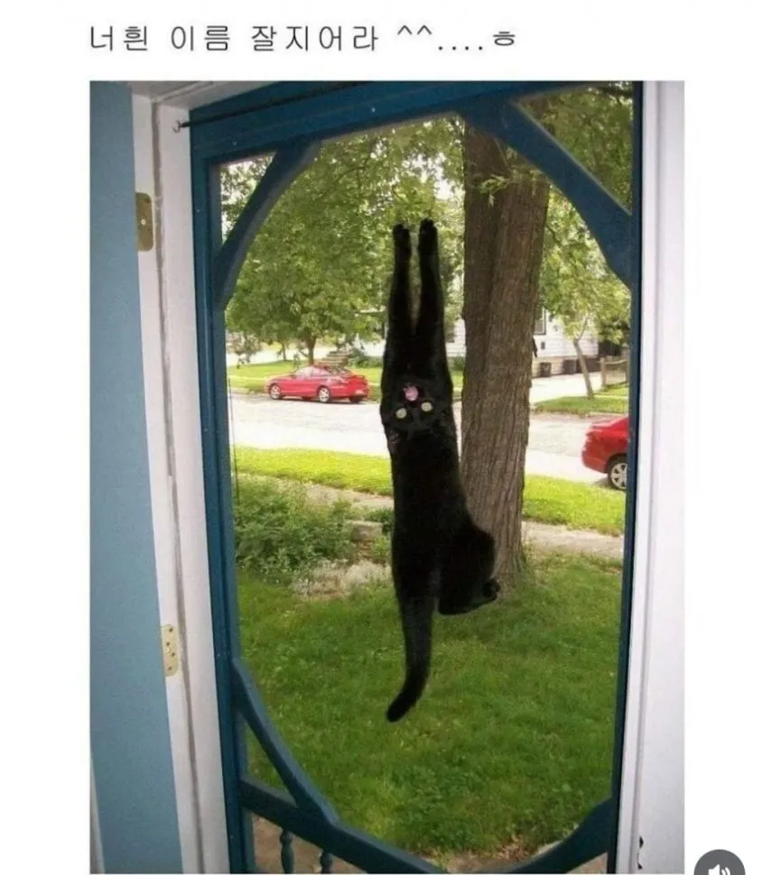 고양이 이름을 잘 지어야 하는 이유