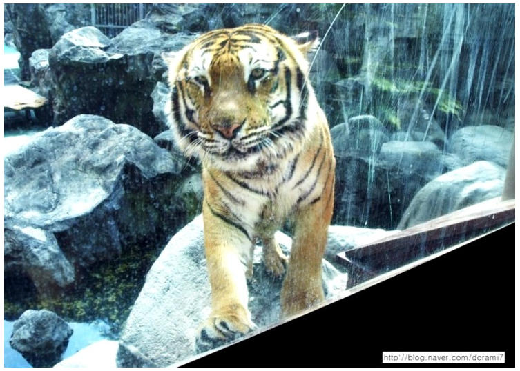 옛날 부산 롯데호텔에 호랑이 살았다고 하면 아무도 안믿음