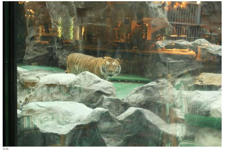 옛날 부산 롯데호텔에 호랑이 살았다고 하면 아무도 안믿음