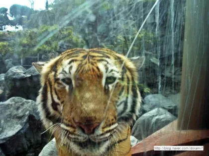 옛날 부산 롯데호텔에 호랑이 살았다고 하면 아무도 안믿음